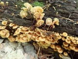 Xeromphalina kauffmanii image