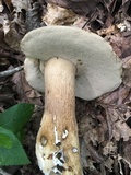 Tylopilus rubrobrunneus image