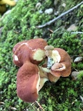 Xanthoconium purpureum image