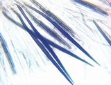 Trichoglossum walteri image