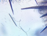 Trichoglossum walteri image