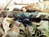 Microglossum tenebrosum image