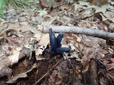 Microglossum tenebrosum image