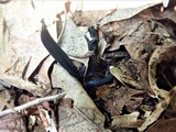 Microglossum tenebrosum image