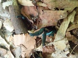 Microglossum tenebrosum image