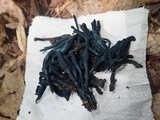 Microglossum tenebrosum image