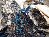 Microglossum tenebrosum image