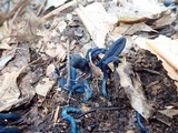 Microglossum tenebrosum image