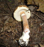 Austroboletus gracilis image