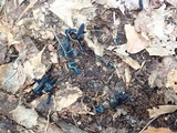 Microglossum tenebrosum image