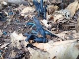 Microglossum tenebrosum image