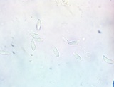 Microglossum tenebrosum image