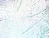 Microglossum tenebrosum image