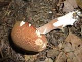 Austroboletus gracilis image