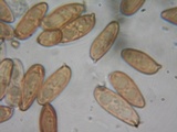 Tylopilus porphyrosporus image