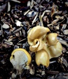 Hohenbuehelia petaloides image