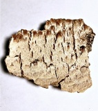 Neoantrodia serialiformis image
