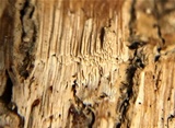 Neoantrodia serialiformis image