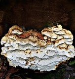 Neoantrodia serialis image