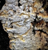 Neoantrodia serialis image