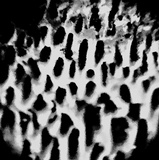 Neoantrodia serialis image