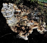 Neoantrodia serialis image