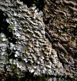Neoantrodia serialis image