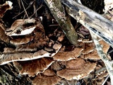Ganoderma sessiliforme image