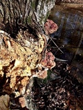 Ganoderma sessiliforme image