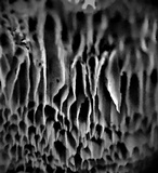 Oxyporus populinus image