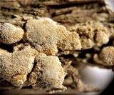 Schizopora paradoxa image