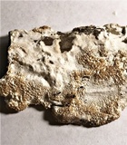 Oxyporus latemarginatus image