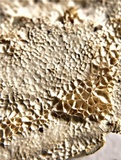 Oxyporus latemarginatus image
