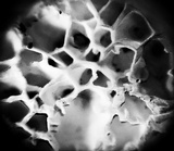 Oxyporus latemarginatus image