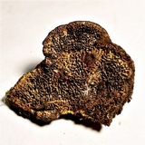 Phellinus chrysoloma image