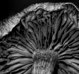 Gymnopilus purpuratus image