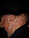 Hygrophoropsis aurantiaca image