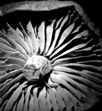 Gymnopus peronatus image