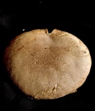 Pleurotus dryinus image