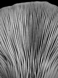 Pleurotus dryinus image