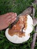 Ganoderma tuberculosum image
