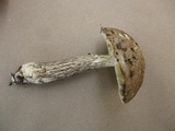 Leccinellum albellum image