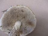 Leccinellum albellum image