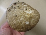 Leccinellum albellum image