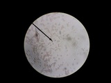 Amanita sect. Vaginatae image