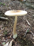Amanita sect. Vaginatae image