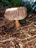 Austroboletus gracilis image