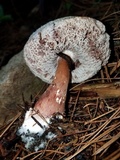 Austroboletus gracilis image