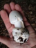 Amanita amerivirosa image