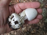Amanita amerivirosa image